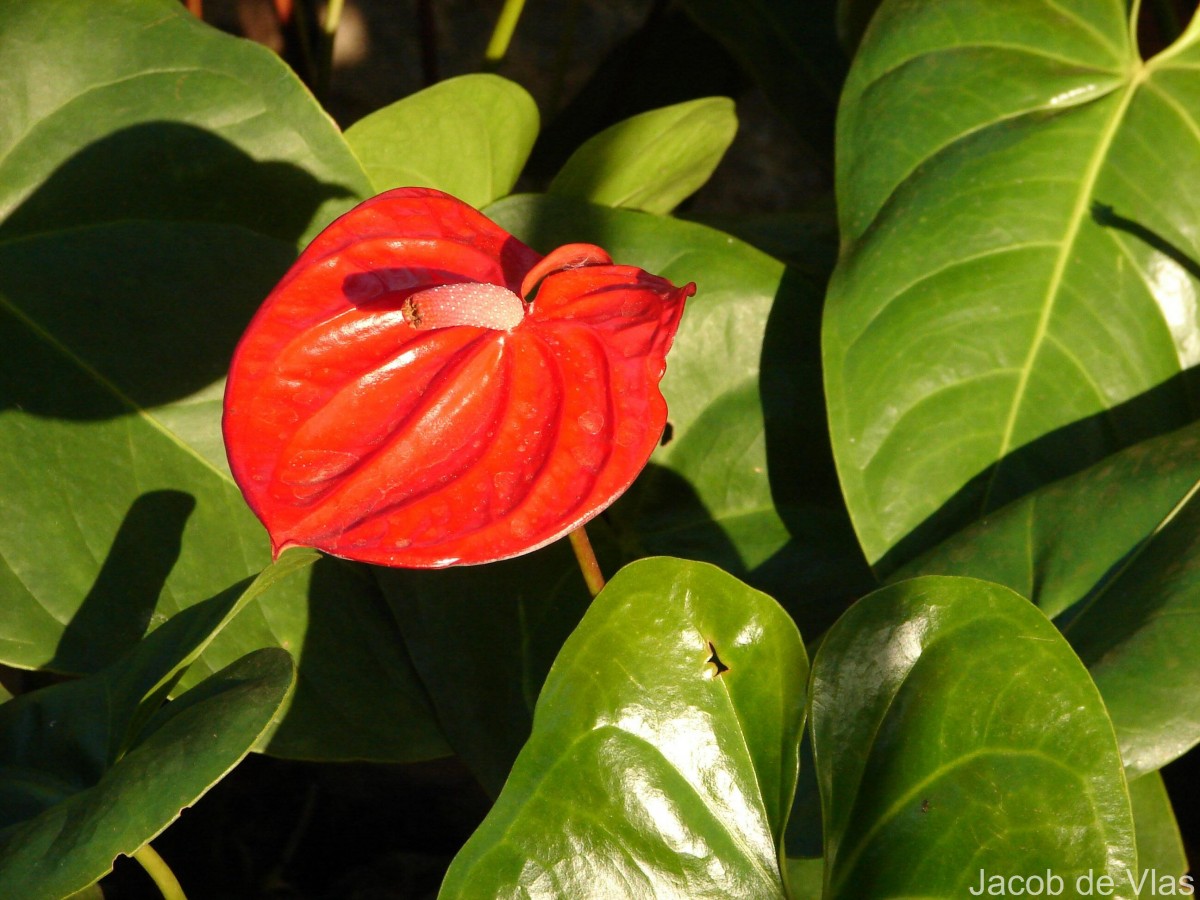 Anthurium andraeanum Linden ex André